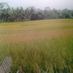 Pemandangan di desa …