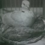 Bersaudara …Rukun …….