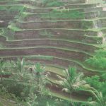 Pertanian Subak Bali tradisi adat leluhur