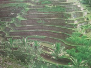 Pertanian agraris Subak tradisi adat tradisi leluhur