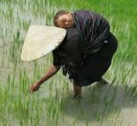 bekerja dan mengasuh anak