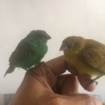 Jual Peliharaan Burung Hias di Abeli Kendari Sulawesi Tenggara