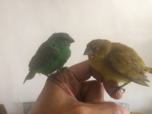 Jual Peliharaan Burung Hias di 