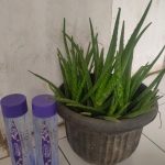Daftar Distributor Milagros di di Nagreg Kendan Telfon 08128082592.
